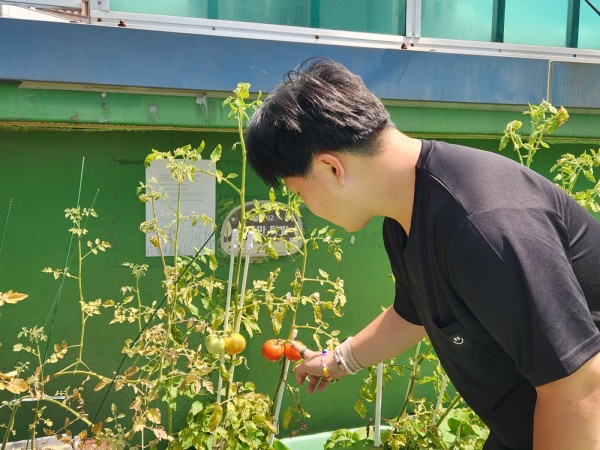 빨갛게 열린 토마토를 바라보고 있는 이용자