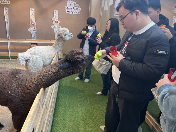 알파카에게 먹이를 주는 훈련생