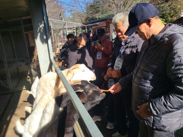 염소에게 먹이주기 체험하는 이용인2