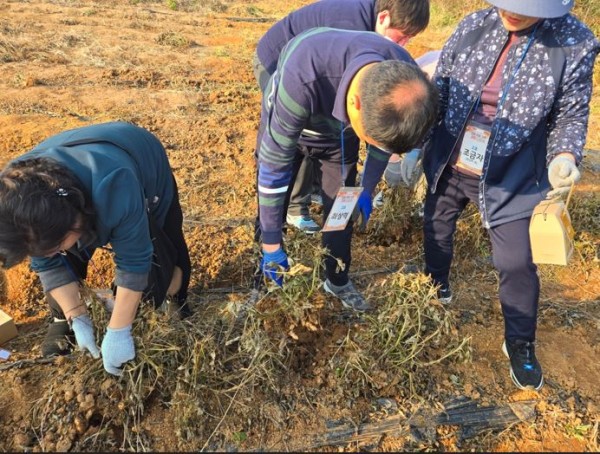 함께 땅콩 캐기활동을 하고 있는 참여자들의 모습