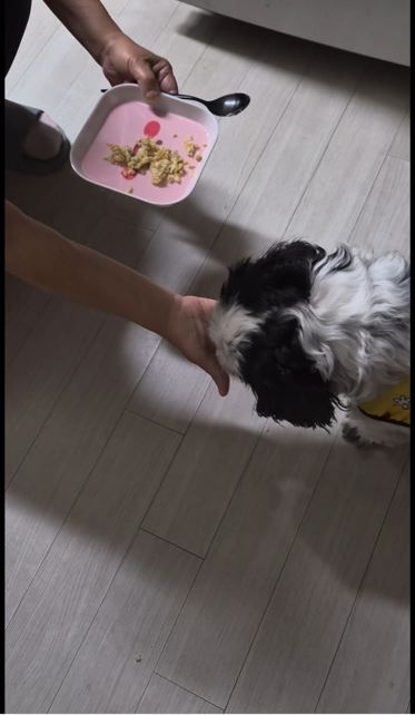 활동 종료후 집으로 가져가서 강아지에게 직접 간식을 먹여주는 모습